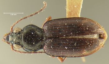 Media type: image;   Entomology 16294 Aspect: habitus dorsal view